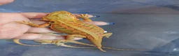 Bearded Dragon reptiles for sale: Baby bearded dragons  - Advert 7