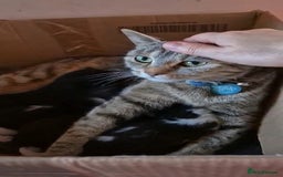 Mixed Breed cats for sale: 5 Adorable Kittens Ready for New Homes 🐾 - Image 12