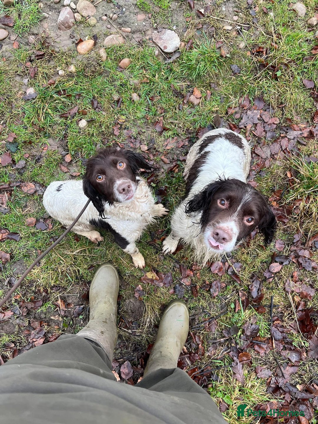 English Springer Spaniel dogs for sale: Springer spaniels puppies - Image 4