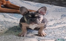 French Bulldog dogs for sale: Stunning kc reg French bulldog sisters  - Image 2
