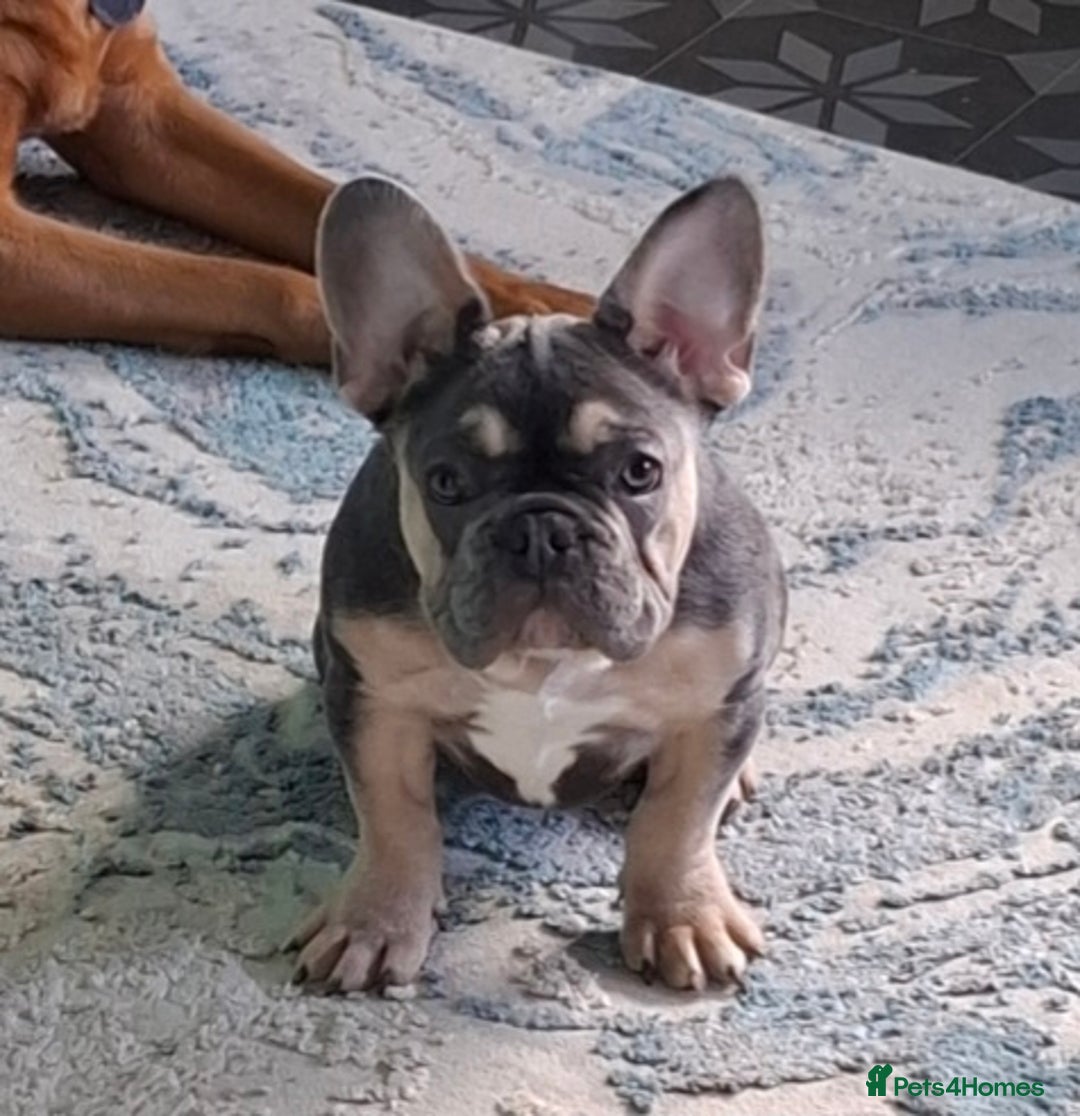 French Bulldog dogs for sale: Stunning kc reg French bulldog sisters  - Image 2