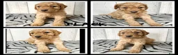 Mixed Breed dogs for sale: 🐶 🐾 Beautiful Cavapoochon Puppies 🐾 - Advert 11