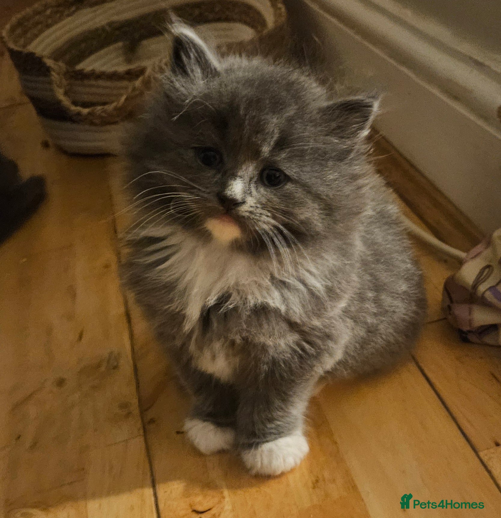 Mixed Breed cats Fluffy kittens  - Advert 14