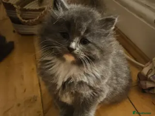 Mixed Breed cats Fluffy kittens - Advert 14