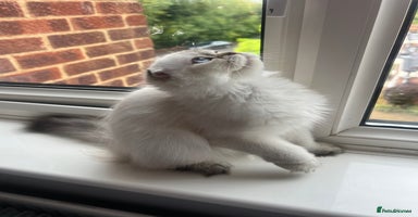 Scottish Fold cats in Rainham - Advert 6