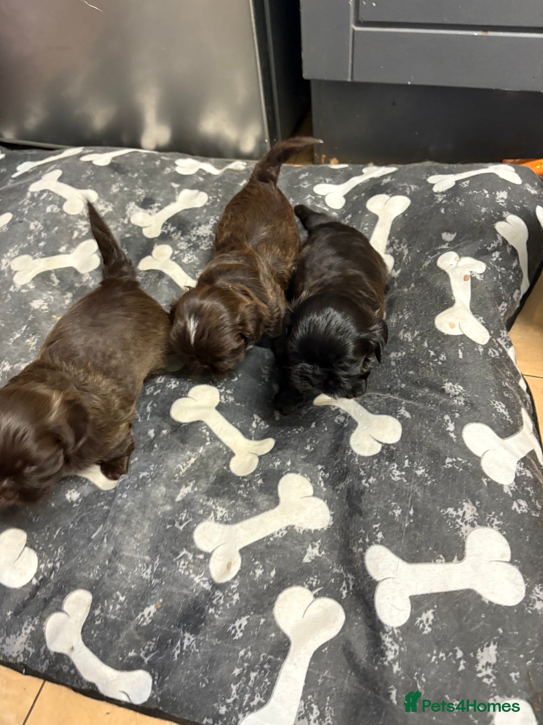 Shih Tzu dogs for sale: Beautiful shih tzu puppies for sale  - Image 10