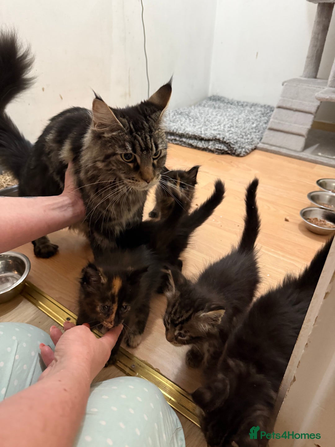Maine Coon cats for sale: 3 LEFT NOW Purebred Maine Coon Kittens Blackburn - Image 12