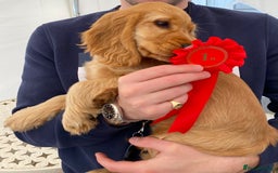 Cocker Spaniel dogs for sale: GOLDEN health tested show cocker spaniel pups - Image 15