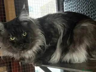 Maine Coon cats Maincoon cats 1 boy pedigree 1 girl GCCF - Advert 9