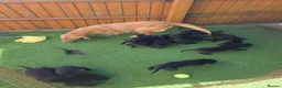 Labrador Retriever dogs for sale: Black labrador puppies  - Advert 2