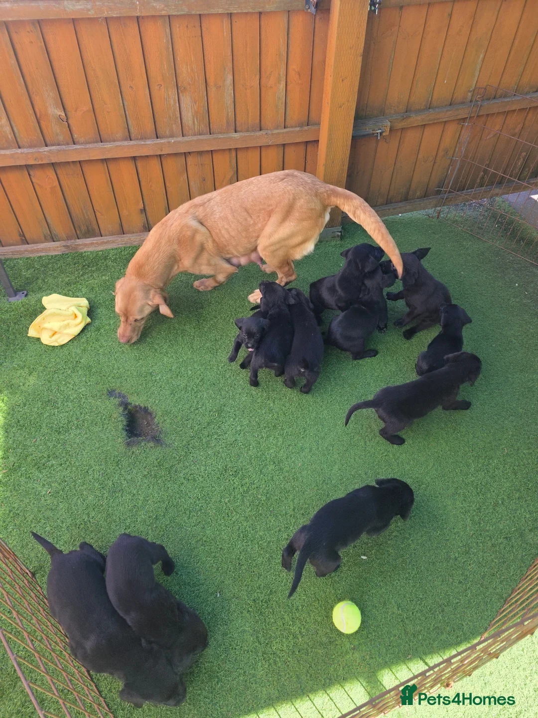 Labrador Retriever dogs for sale: Black labrador puppies  - Advert 2