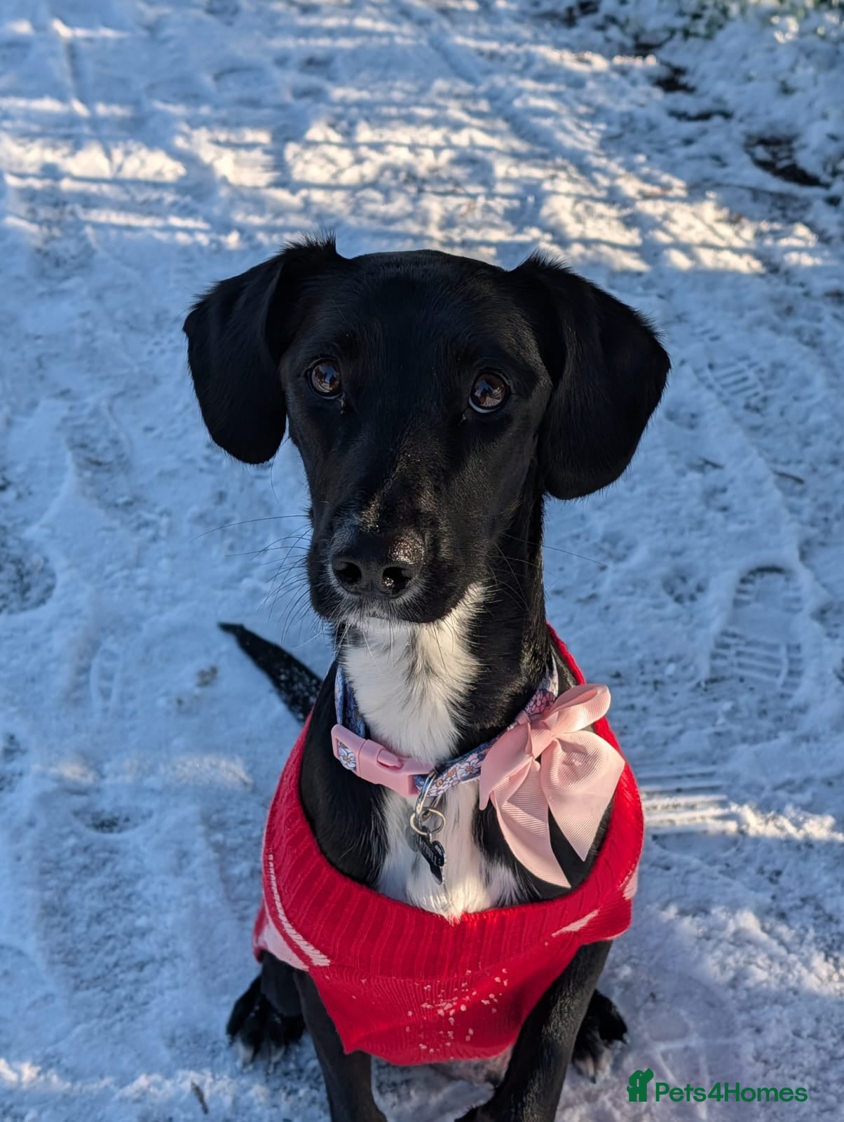 Mixed Breed dogs Springador cross collie for sale - Advert 18