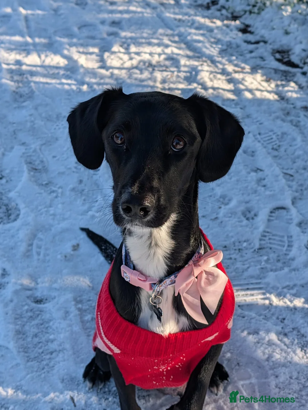 Mixed Breed dogs for sale: Springador cross collie for sale - Advert 1