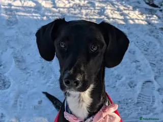 Mixed Breed dogs Springador cross collie for sale - Advert 18