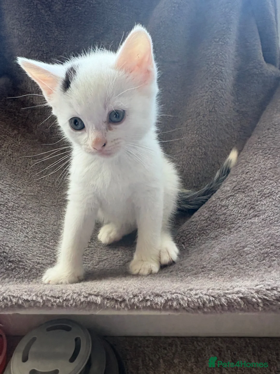 Mixed Breed cats for sale: Kittens for forever homes - READ AD FIRST  - Advert 10