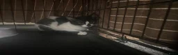 Mixed Breed cats for sale: Kitten free to a good home  - Advert 2