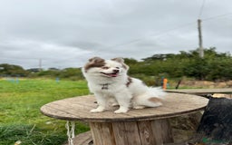 Pomsky dogs for sale: Lilac sired F2 masked Pomsky blue eyes  - Image 25