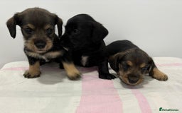 Mixed Breed dogs for sale: READY 1 WEEK SCHNOXIES (MINI DAXI X MINISCHNAUZER) - Image 3