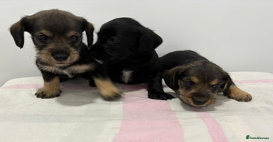 Mixed Breed dogs - Advert 2