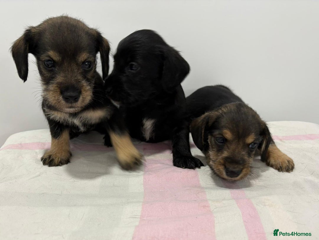 Mixed Breed dogs for sale: READY 1 WEEK SCHNOXIES (MINI DAXI X MINISCHNAUZER) - Image 3