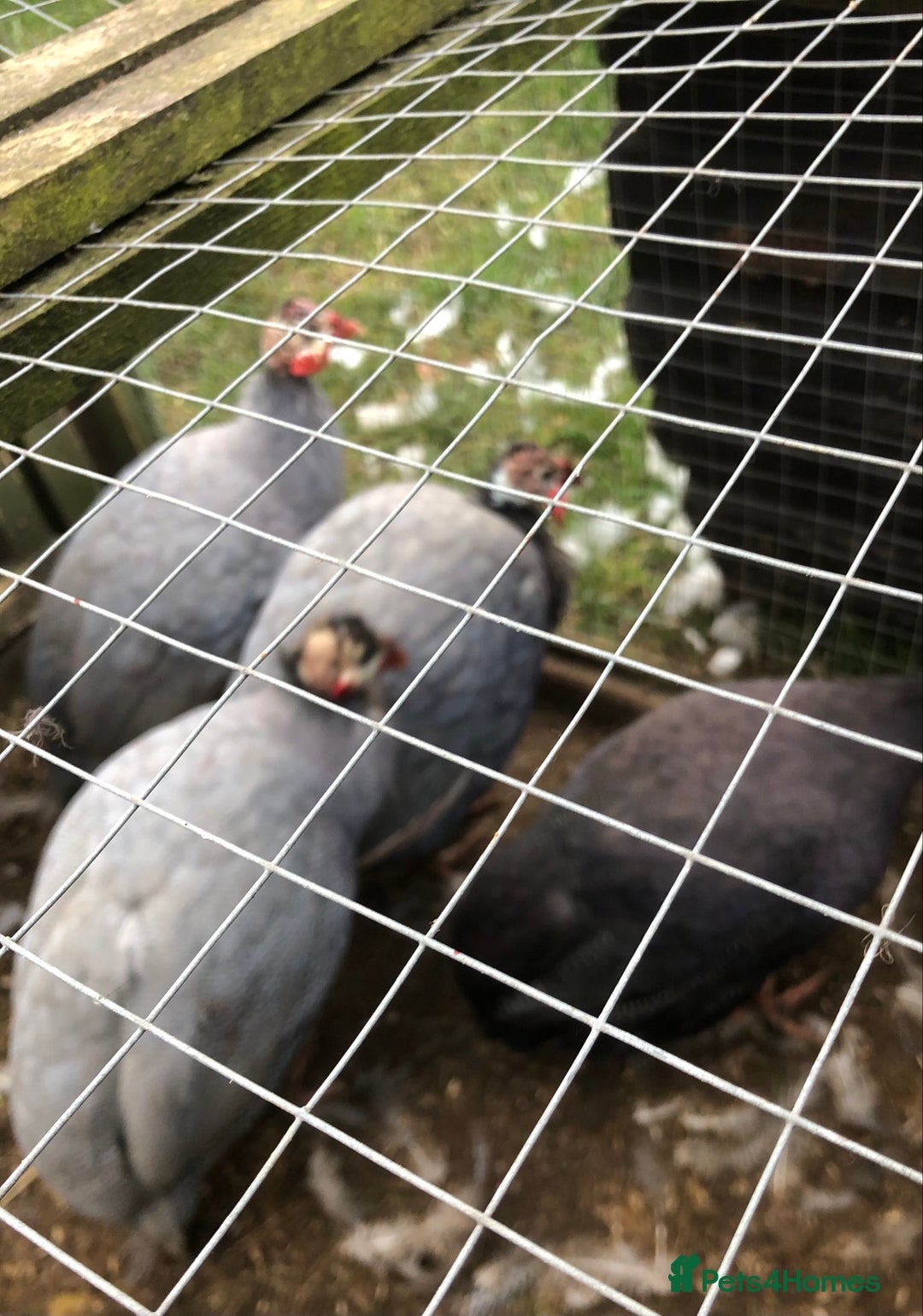 Guinea Fowl poultry for sale: Guinea fowl hatching eggs  in Frodsham - Image 4
