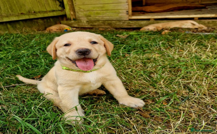 Labrador Retriever dogs - Advert 1