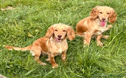 Cockapoo dogs for sale: Quality Chocolate Cockapoos Pups - Image 11