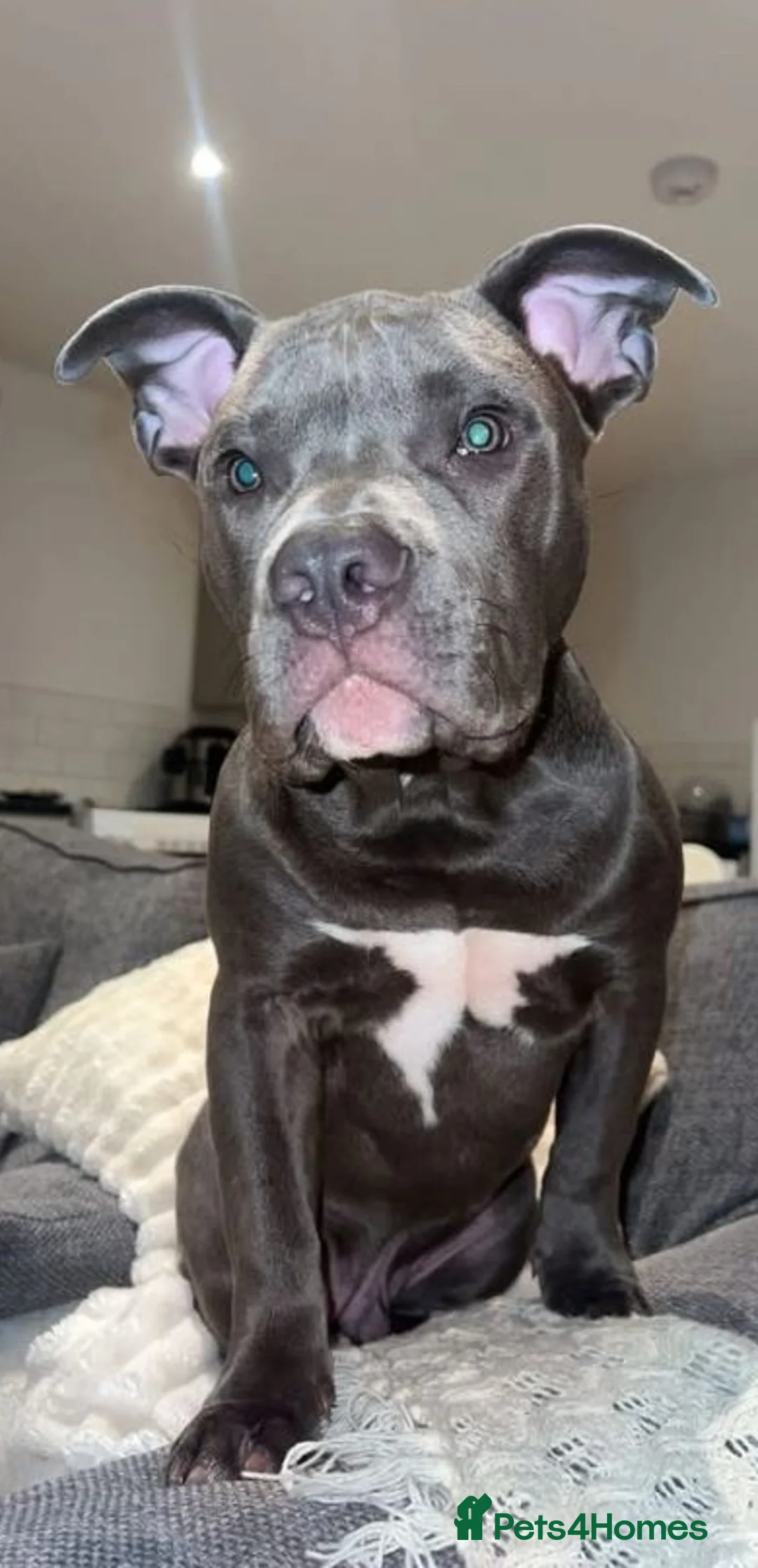 Mixed Breed dogs for sale: Pocket Bully X English Mastiff 1 year old  - Advert 6
