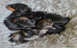 Miniature Dachshund dogs for sale: Beautiful KC black and tan smooth girls - Image 1