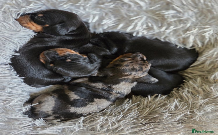 Miniature Dachshund dogs - Advert 16