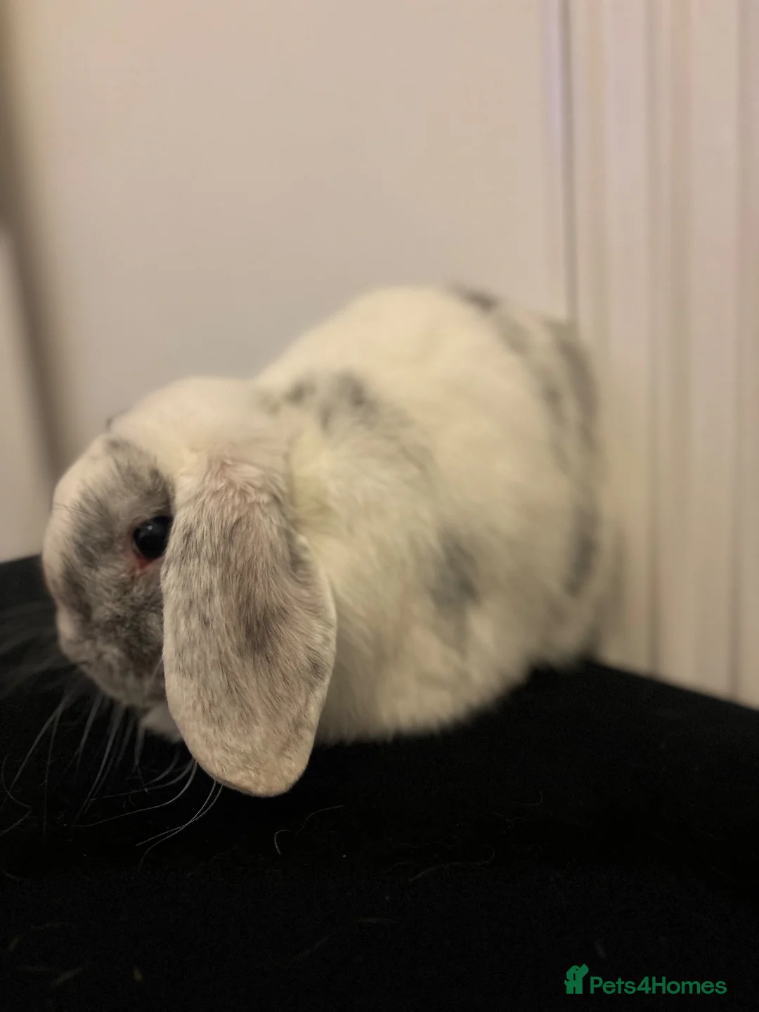 Mini Lop rabbits for sale: Mini lop boy  in Stoke-on-Trent - Advert 2