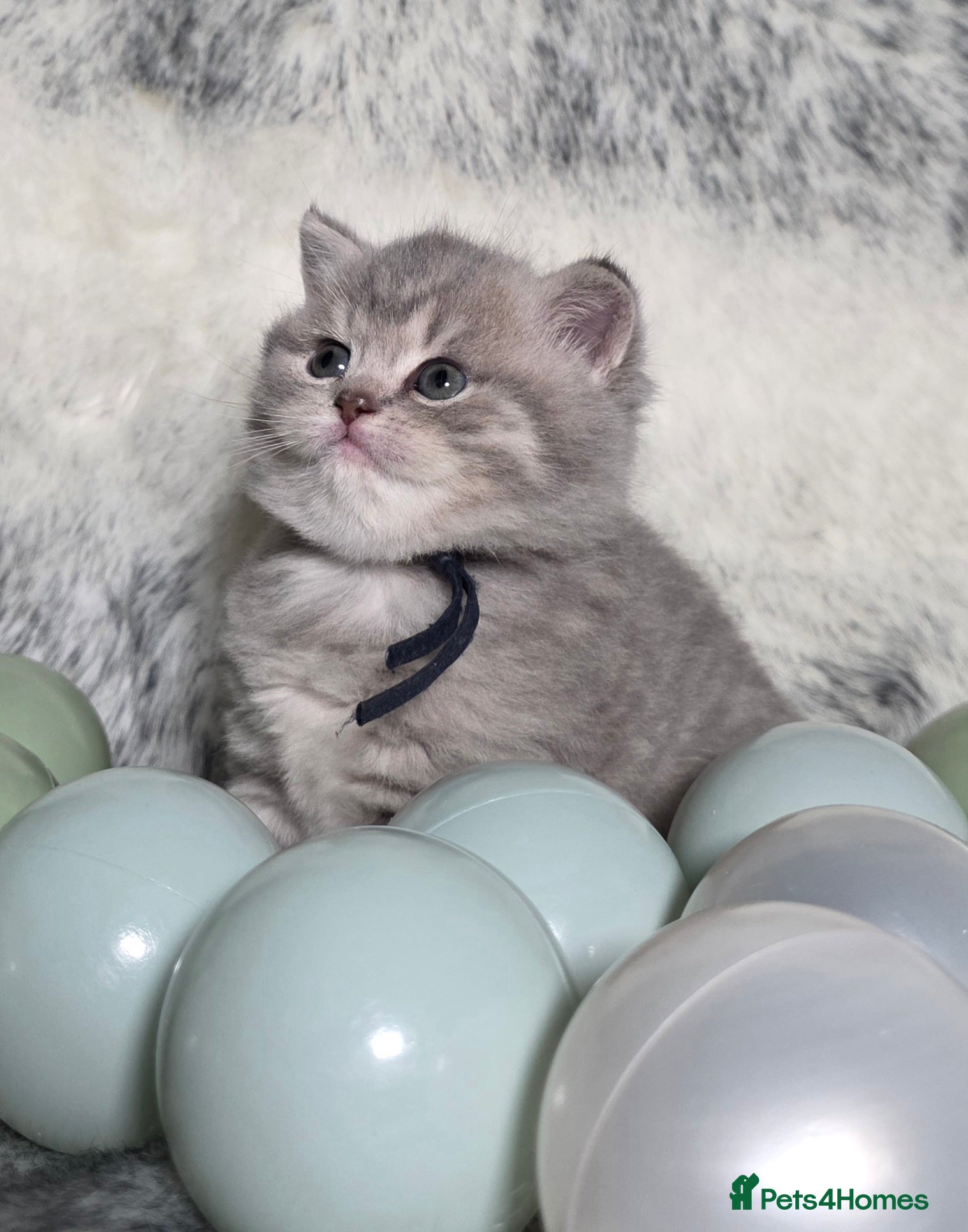 British Shorthair cats Golden Registered British shorthair kittens  - Advert 3
