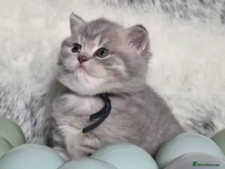 British Shorthair cats Golden Registered British shorthair kittens - Advert 3