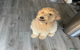 Labradoodle dogs for sale: Female standard Labradoodle puppy - Image 2