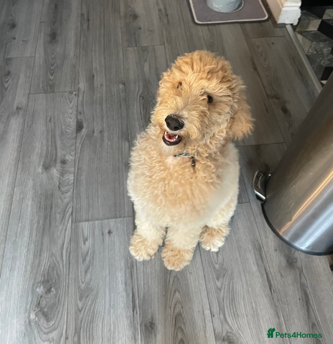 Labradoodle dogs for sale: Female standard Labradoodle puppy - Image 2