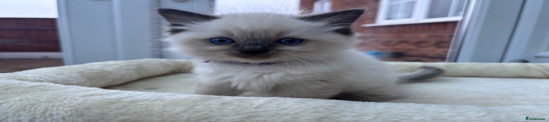 (Purple) Ragdoll Kitten 2