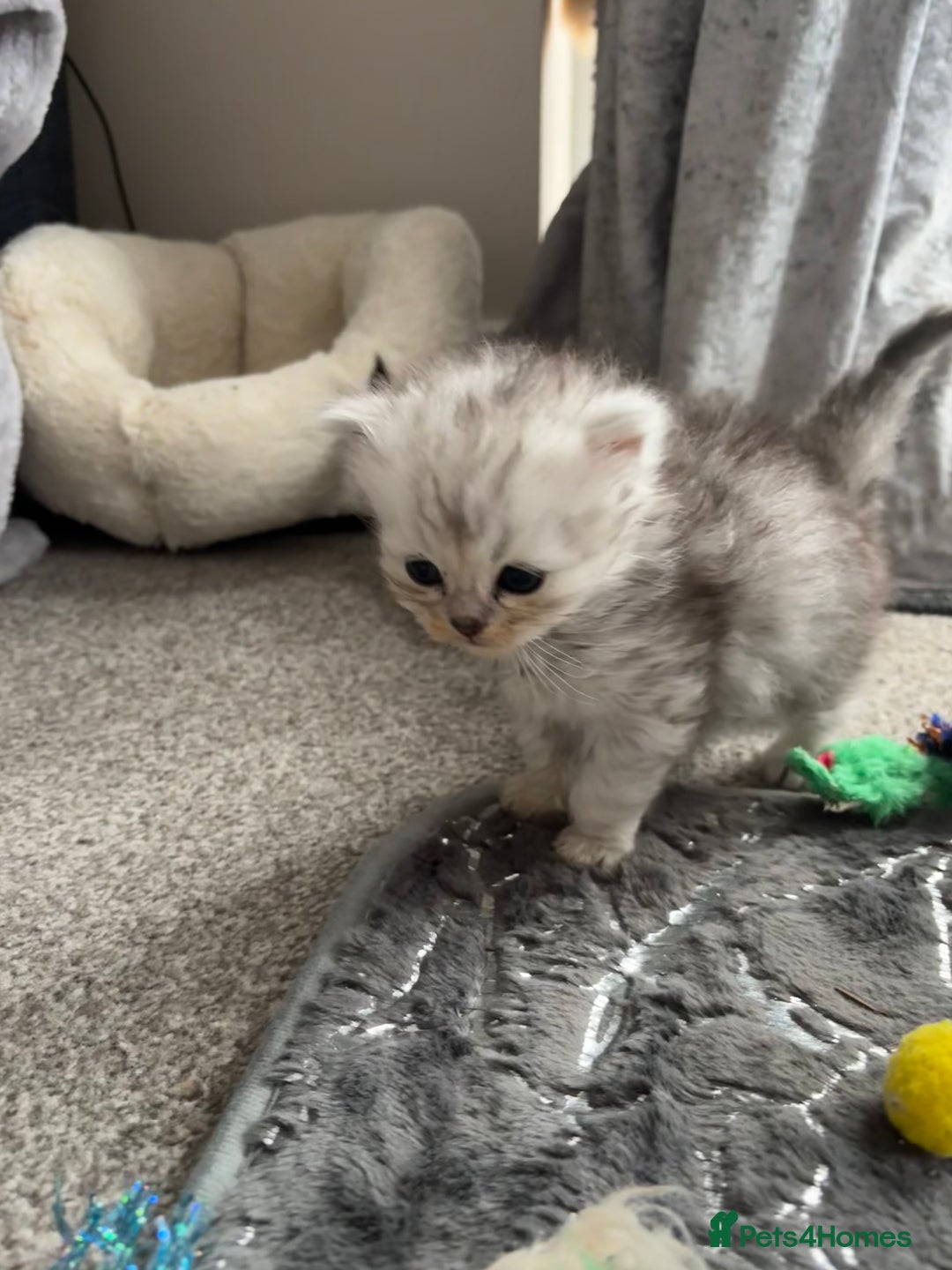 Persian cats for sale: Stunning Persian X mainecoon babies - Advert 32