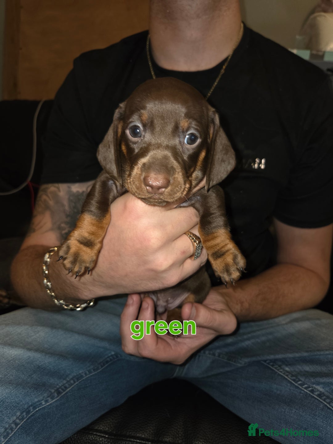 Miniature Dachshund dogs for sale: Only 4 beautiful miniature dachshund puppies - Advert 21