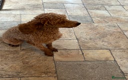 Toy Poodle dogs for sale: Red toy poodle  - Image 3