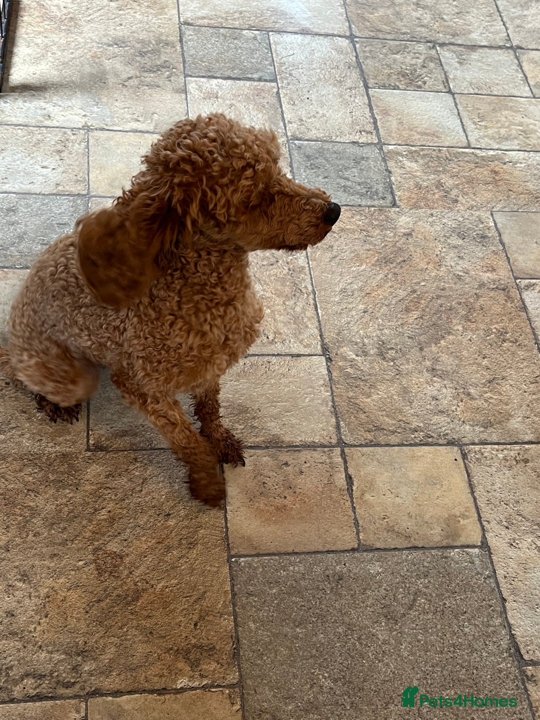 Toy Poodle dogs for sale: Red toy poodle  - Image 3