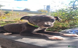 Greyhound dogs for sale: 💙READY TO GO💙 1 pup left - Irish Greyhound  - Image 25