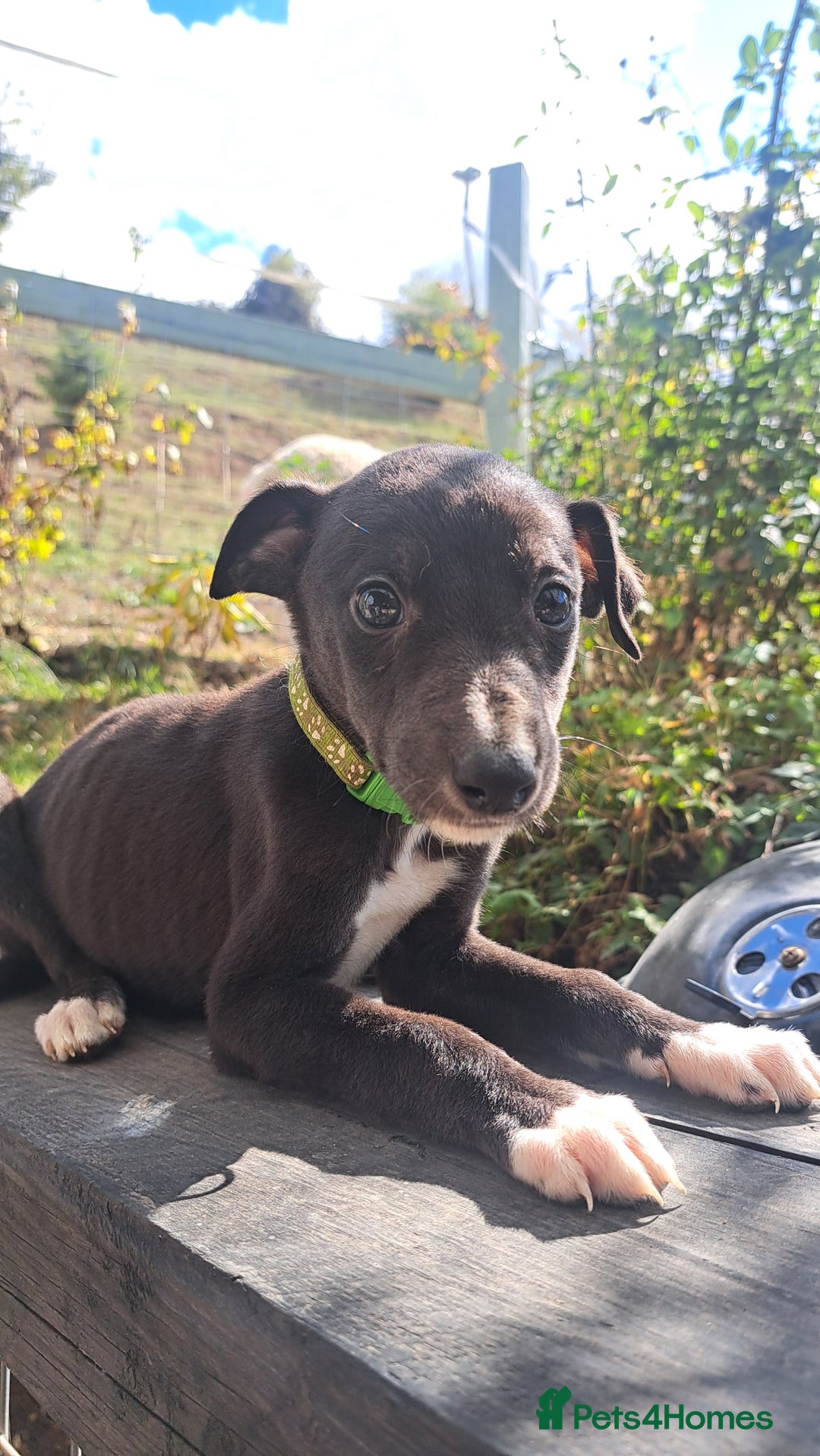 Greyhound dogs for sale: 💙READY TO GO💙 1 pup left - Irish Greyhound  - Image 25