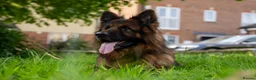 German Shepherd dogs for sale: Zues – Long Haired German Shepherd for Rehoming - Advert 4
