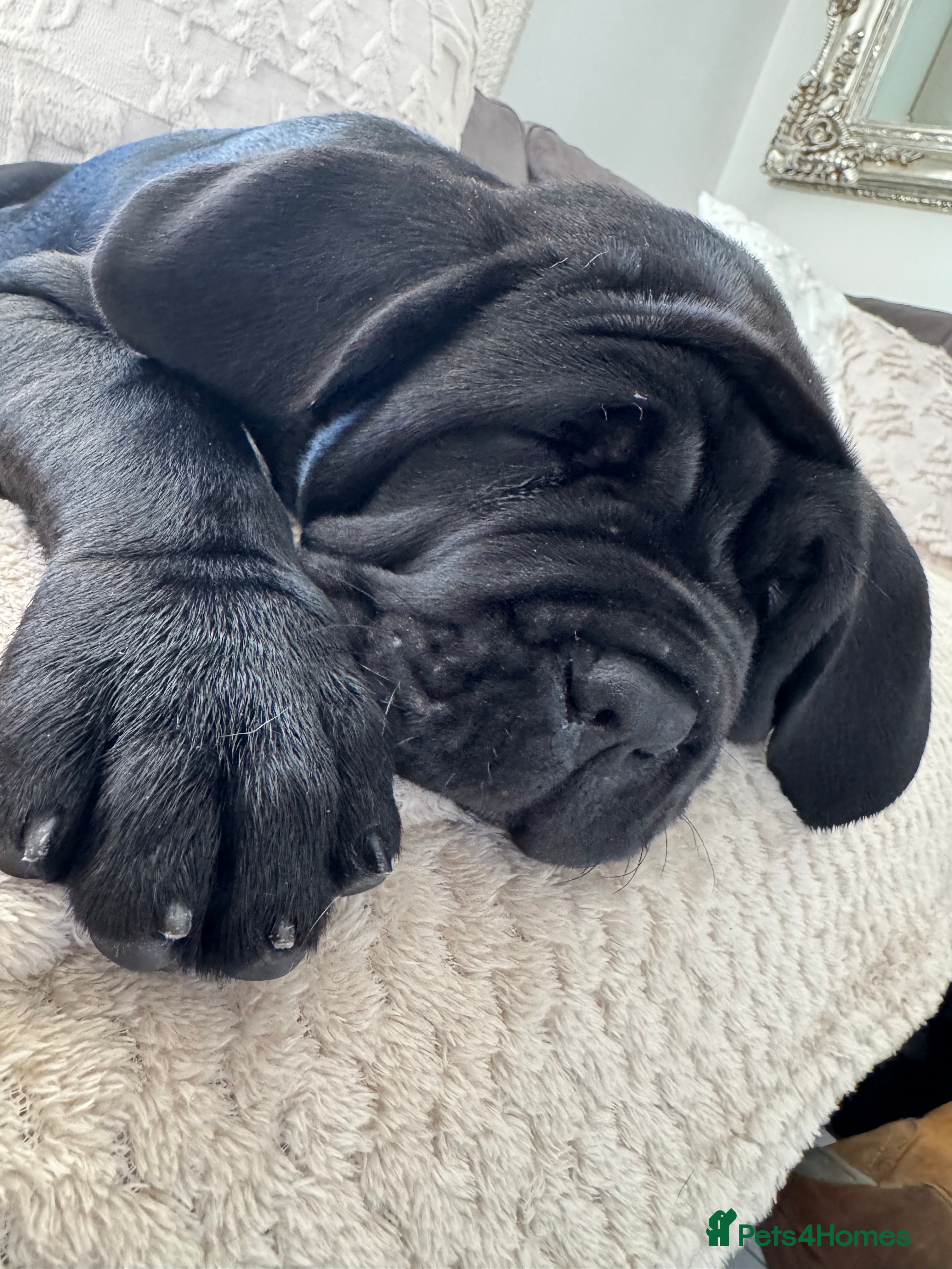 Neapolitan Mastiff dogs  3 black girl Neapolitan mastiff puppie Newcastle  - Advert 1
