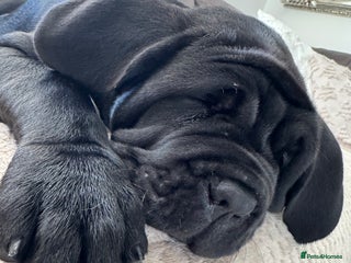 Neapolitan Mastiff dogs 3 black girl Neapolitan mastiff puppie Newcastle - Advert 14