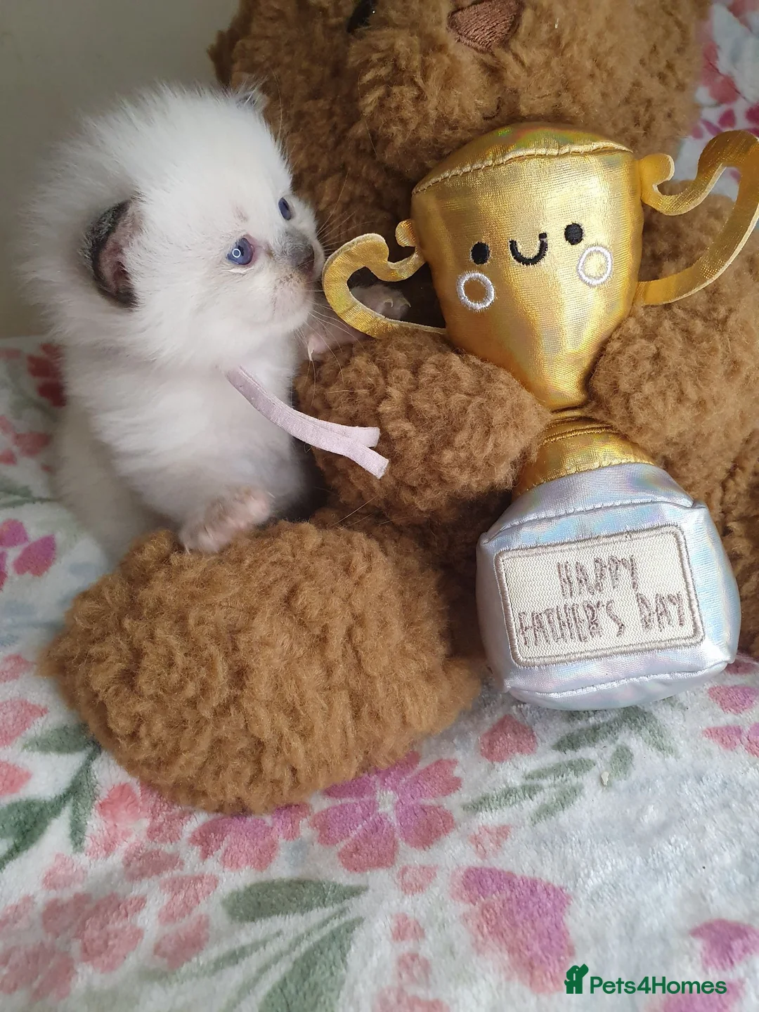 Ragdoll cats for sale: 💖 Two Gorgeous Ragdoll girls for sale 💖 - Advert 1