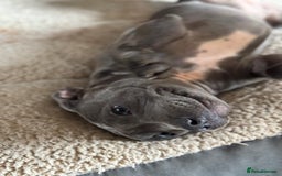 Staffordshire Bull Terrier dogs for sale: Blue Staffordshire bull terrier  - Image 6