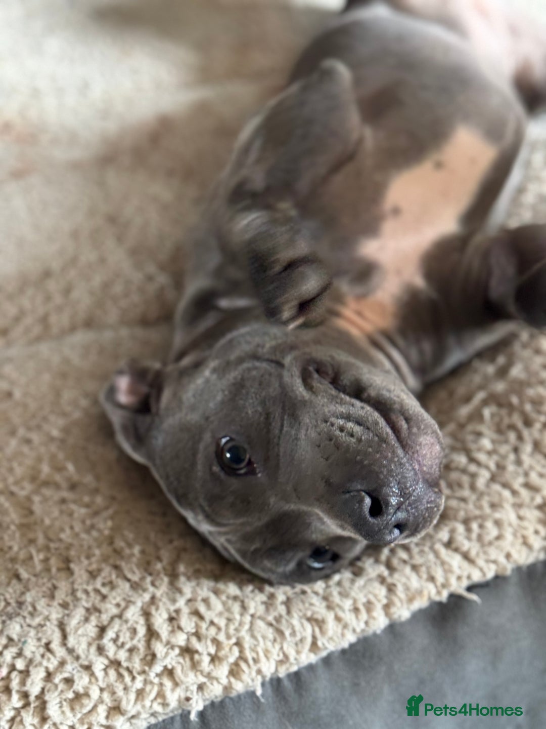 Staffordshire Bull Terrier dogs for sale: Blue Staffordshire bull terrier  - Image 6