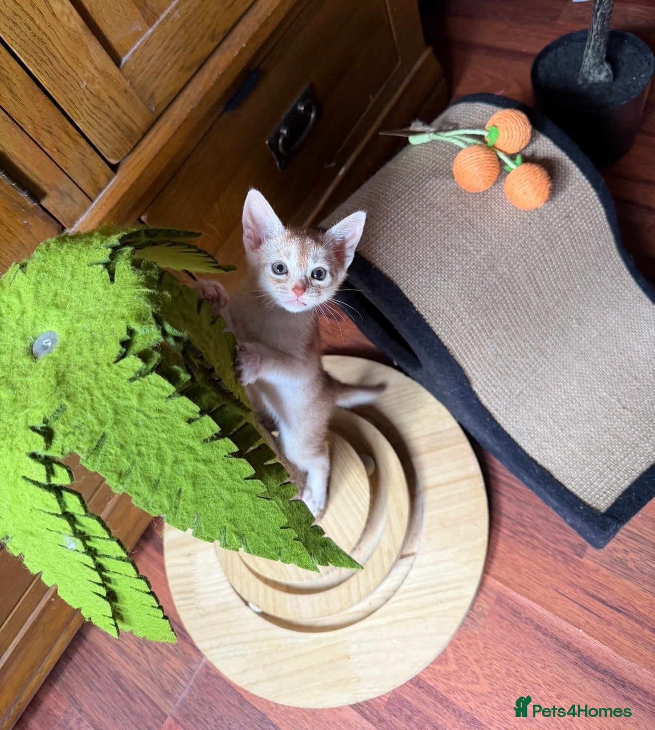 Abyssinian cats ❤️🏆 Outstanding Abyssinian Kittens Available 🏆❤️ - Advert 2
