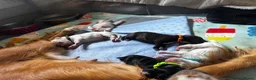 Cocker Spaniel dogs for sale: Stunning Working Cocker Spaniels  - Advert 6